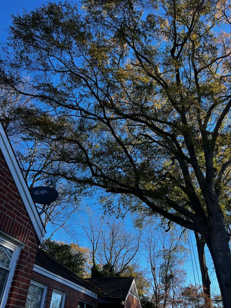 Safe Tree Removal